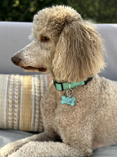 Classic Custom Pet Tag"Custom Dog Bone Pet Tags: Tail-Wagging Style and Safety!
Elevate your pet's look while ensuring their safety with our Dog Bone Pet Tags! Each tag is meticulously crClassic Custom Pet Tag